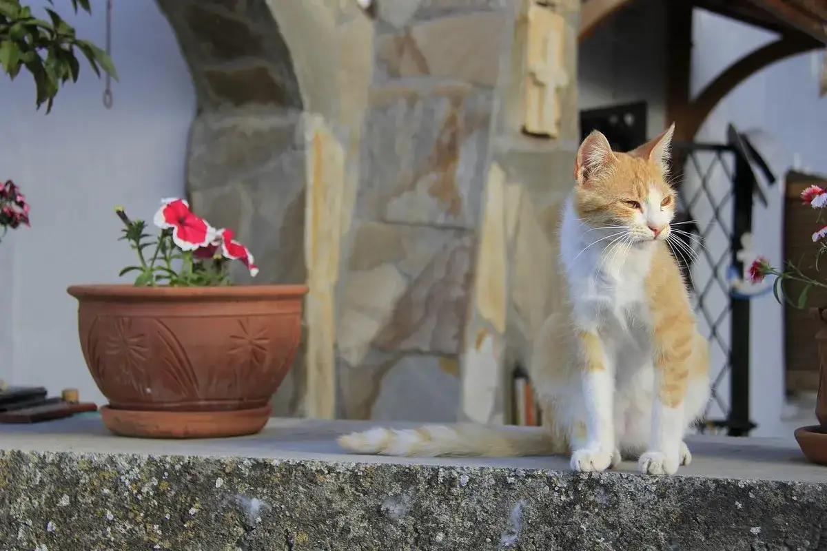 Pomarańczowo-biały kot siedzi obok doniczki z czerwono-białymi kwiatami.