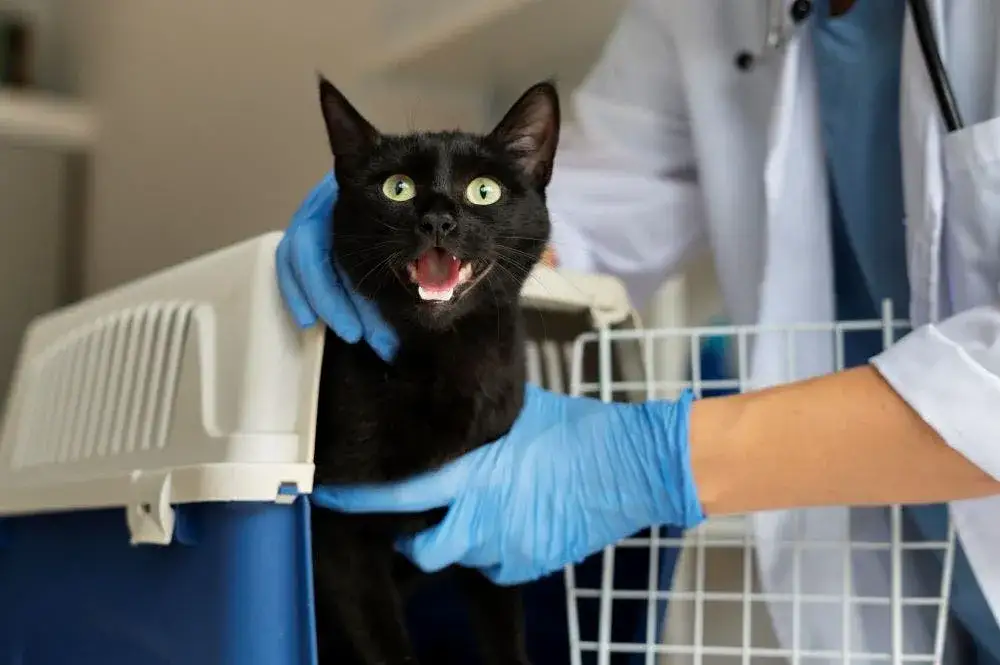 Ile kosztuje sterylizacja kotki? Zaskakujące ceny w Polsce 2025