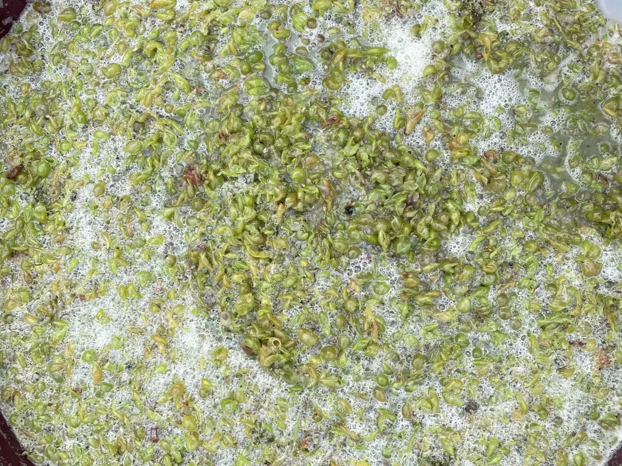 Jak zrobić wino z białych winogron - prosta receptura krok po kroku