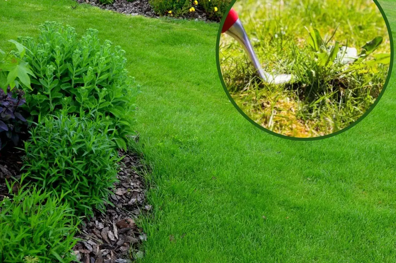 Płożące chwasty na trawniku? Poznaj skuteczne metody zwalczania!