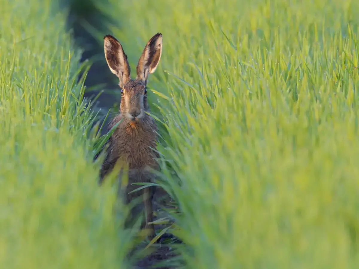 Czym się żywi zając? Odkryj jego ulubione rośliny i pokarmy