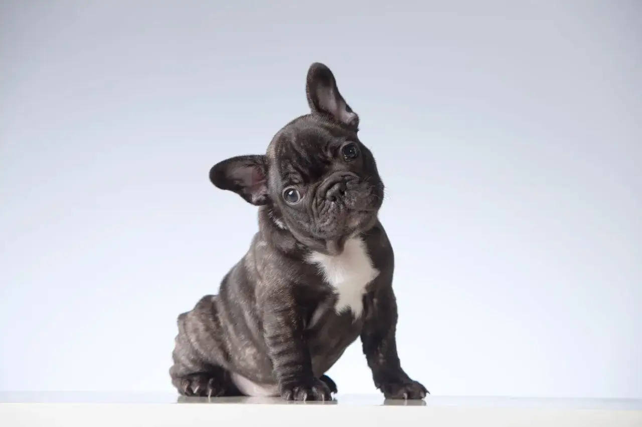 Ile kosztuje uśpienie psa? Ceny, przebieg i godne pożegnanie