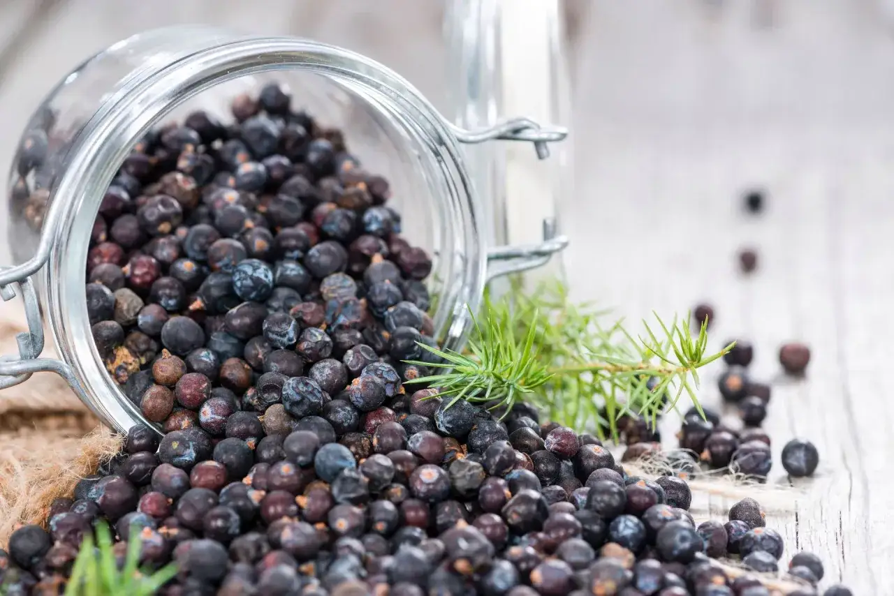 Jałowiec przyprawa: gdzie kupić i jak rozpoznać jakość?