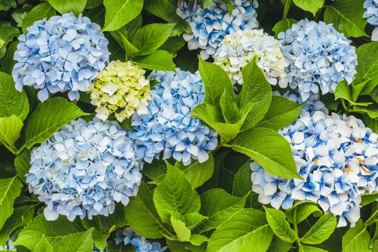 Hortensje: jak długo kwitną? Sekrety długiego kwitnienia!