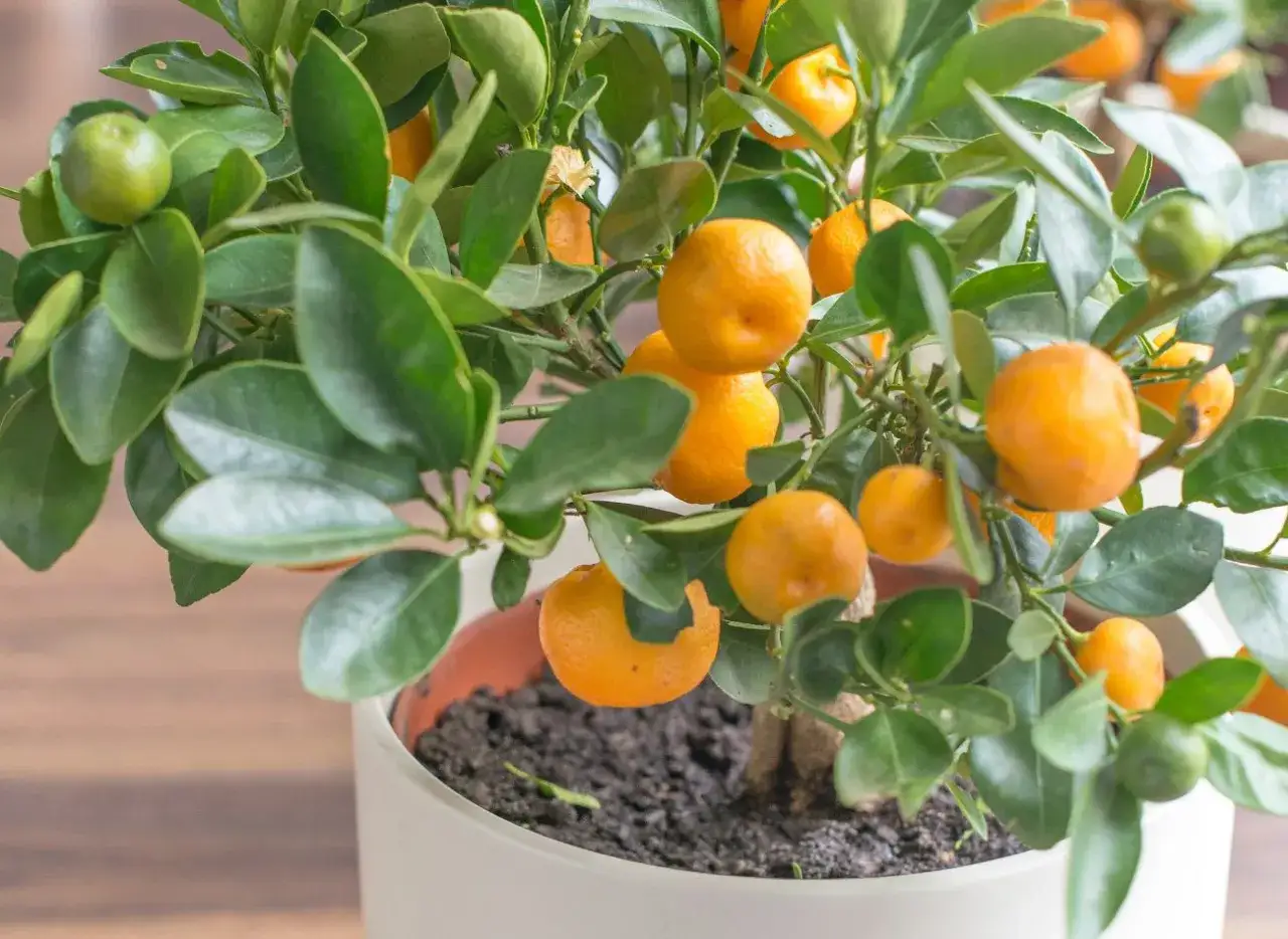 Jak kwitnie mandarynka i co zrobić, aby pięknie zakwitła?