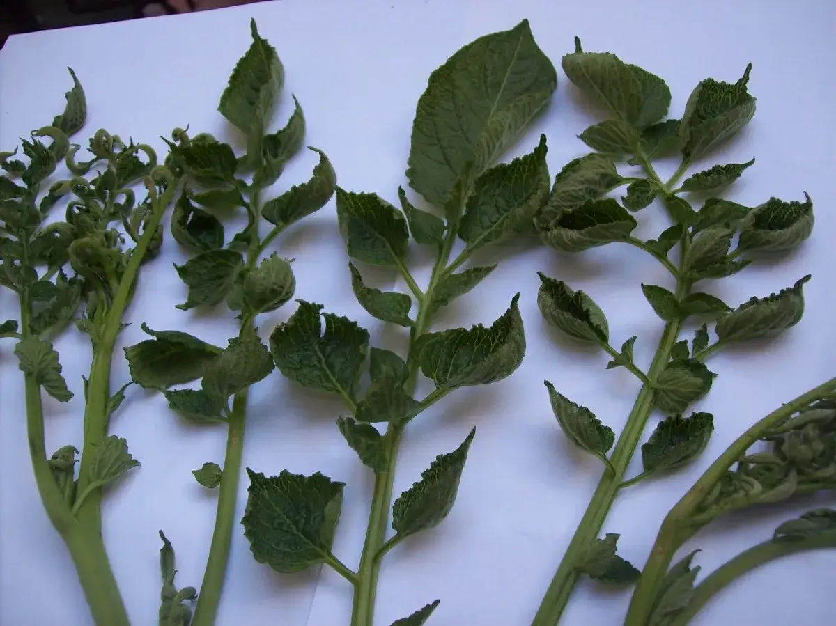 Niedobór boru: Ciche objawy, przyczyny i jak go uzupełnić?