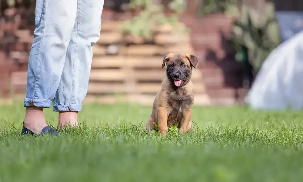 Szkolenie szczeniaka: Zbuduj więź i naucz dobrych manier!