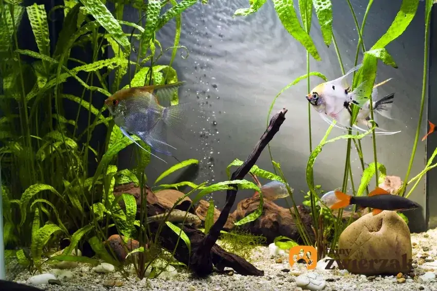 Skimmer w akwarium: niezbędny czy zbędny? Decyduj świadomie!