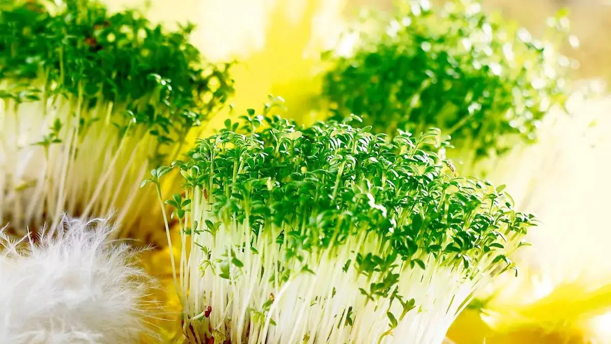 Czy rzeżucha uczula? Sprawdź, czy możesz ją jeść bez ryzyka