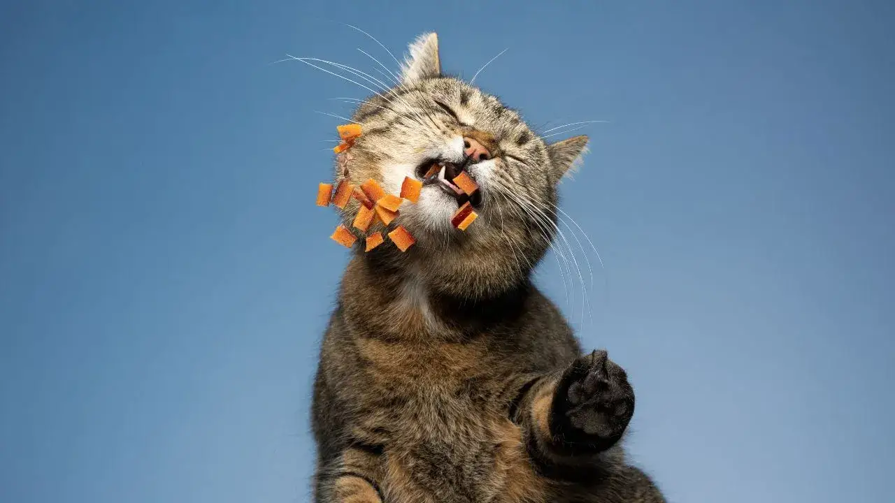 Bezpieczeństwo podawania marchewki kotom: co musisz wiedzieć jako opiekun