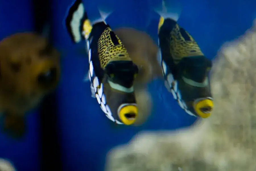 Oceanarium Rewal - odkryj fascynujący świat podwodny i atrakcje