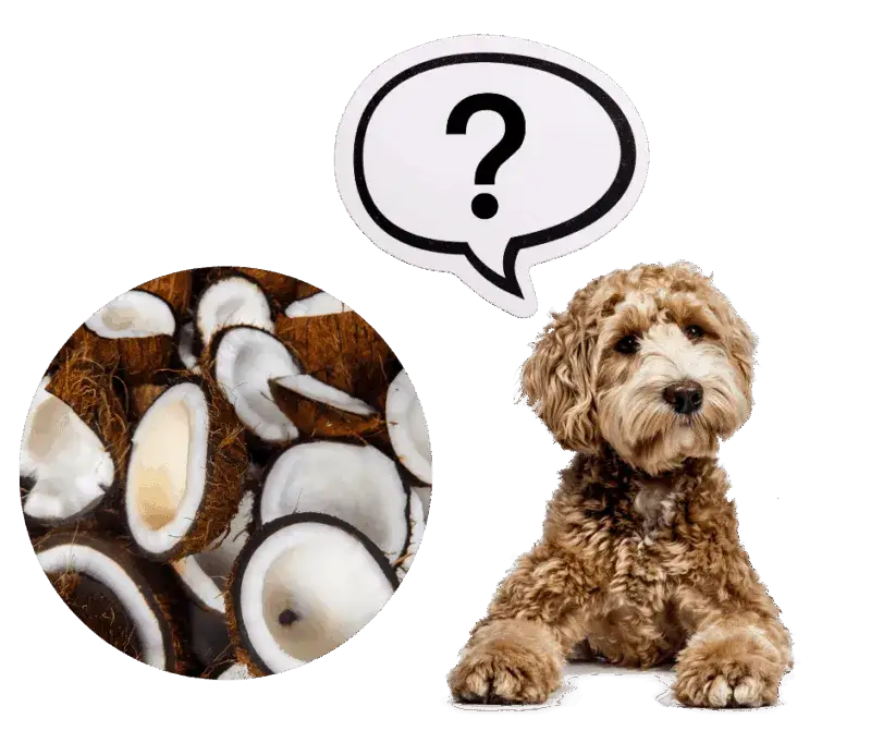 Czy pies może jeść wiórki kokosowe? Bezpieczeństwo i korzyści dla zdrowia