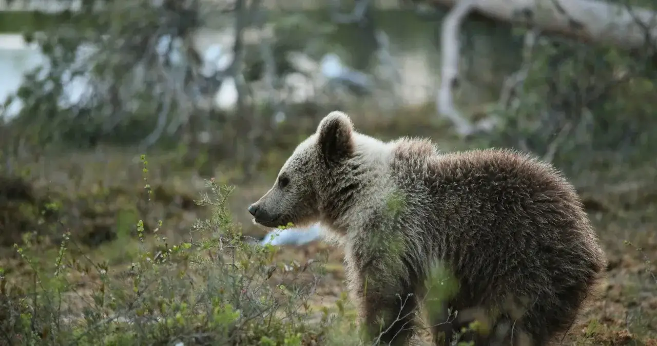 Czy niedźwiedzie w sudetach nadal żyją? Najnowsze obserwacje i fakty
