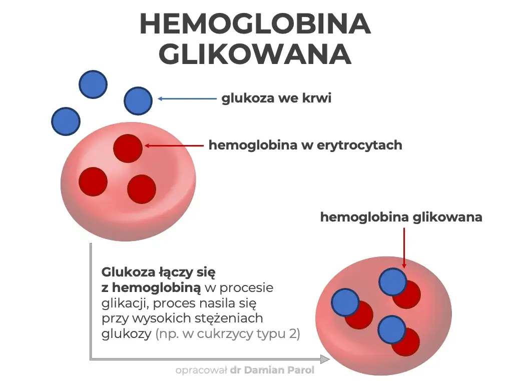 Hemoglobina glikowana (HbA1c): Co oznacza Twój wynik?