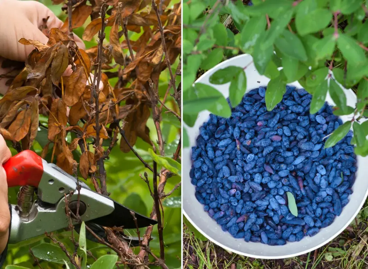 Jak i kiedy przycinać jagodę kamczacką? Poradnik krok po kroku