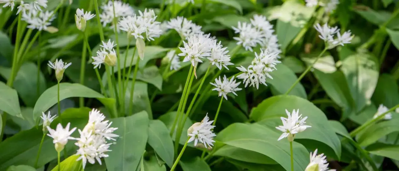 Kiedy siać czosnek niedźwiedzi? Idealny termin i sekrety uprawy.
