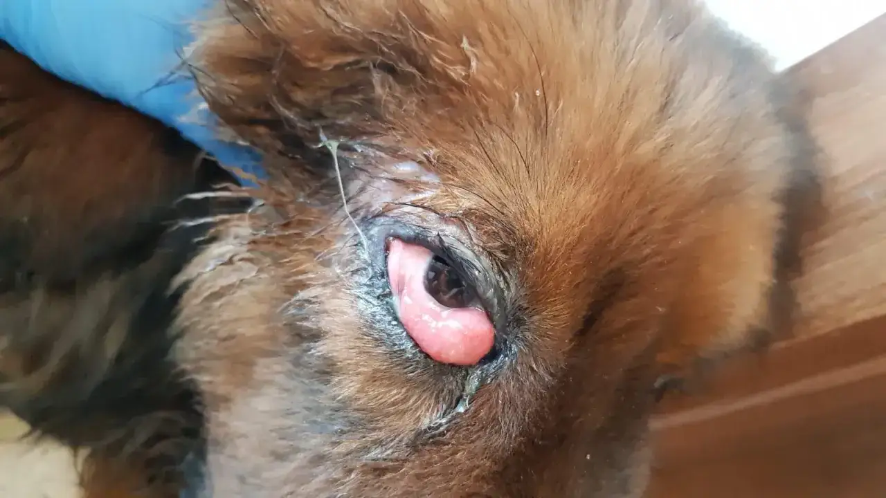 Objawy nosówki u szczeniaków – co musisz wiedzieć, aby działać szybko