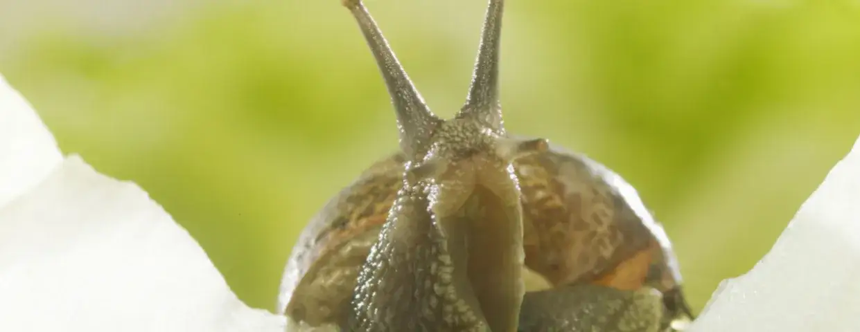 Jak rozmnażają się ślimaki? Zaskakujące fakty o ich życiu intymnym