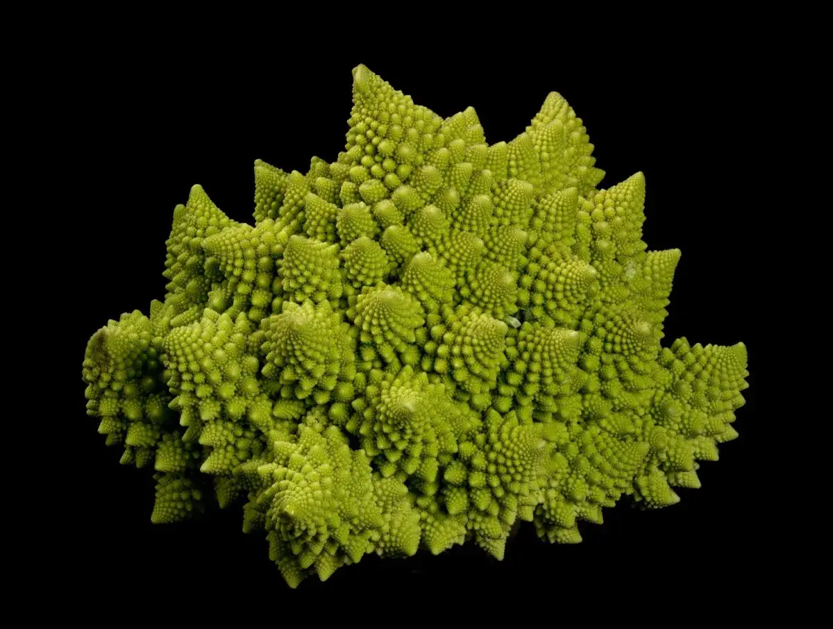 Zielone warzywo podobne do kalafiora, romanesco, o hipnotyzującym, fraktalnym kształcie, wyrasta na czarnym tle.