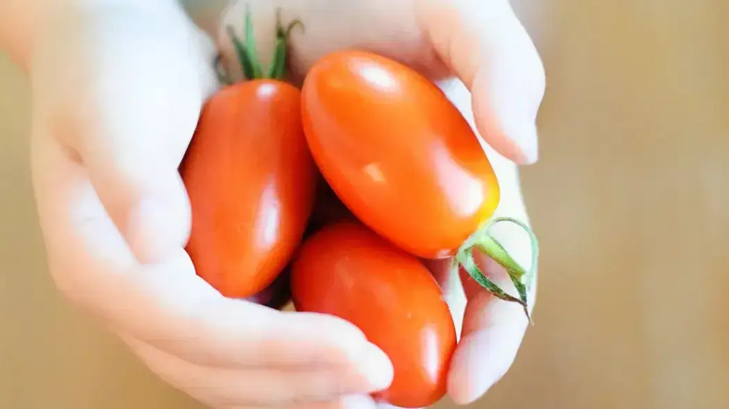 Czy pomidory tuczą? Odkryj prawdę o ich wpływie na wagę