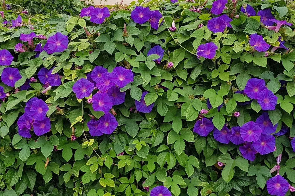 Pnącza wieloletnie na balkon w bloku: Stwórz zieloną oazę na lata!