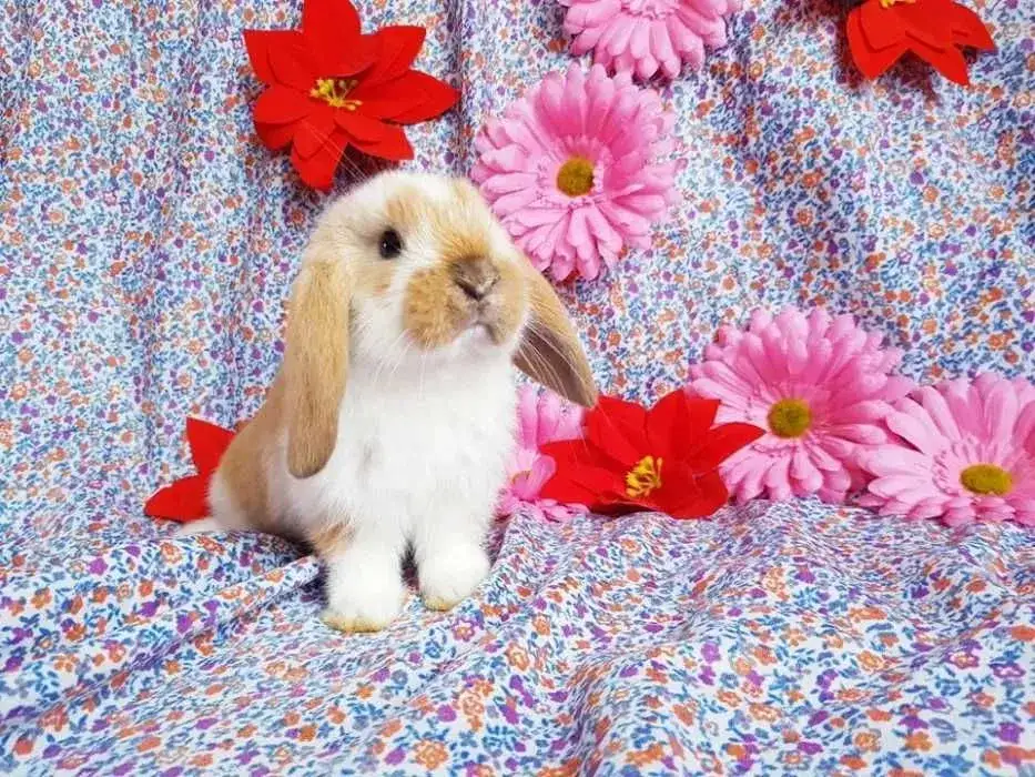 Ile kosztuje królik baranek? Sprawdź ceny i co wpływa na koszt