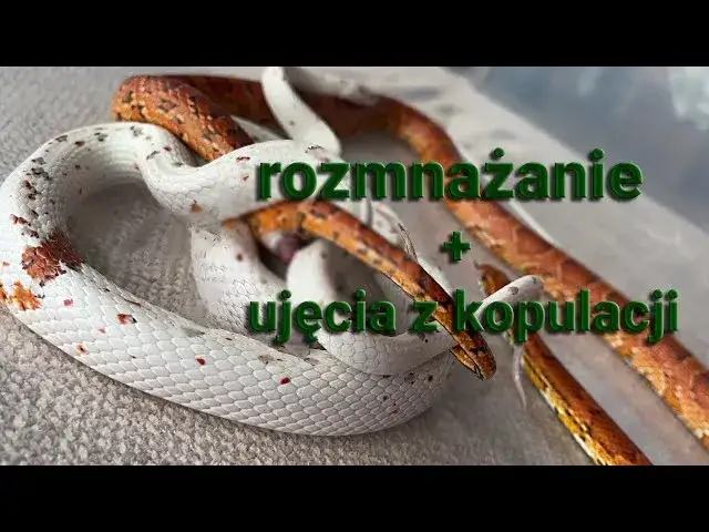 Jak węże się rozmnażają? Szokujące fakty o ich rozmnażaniu