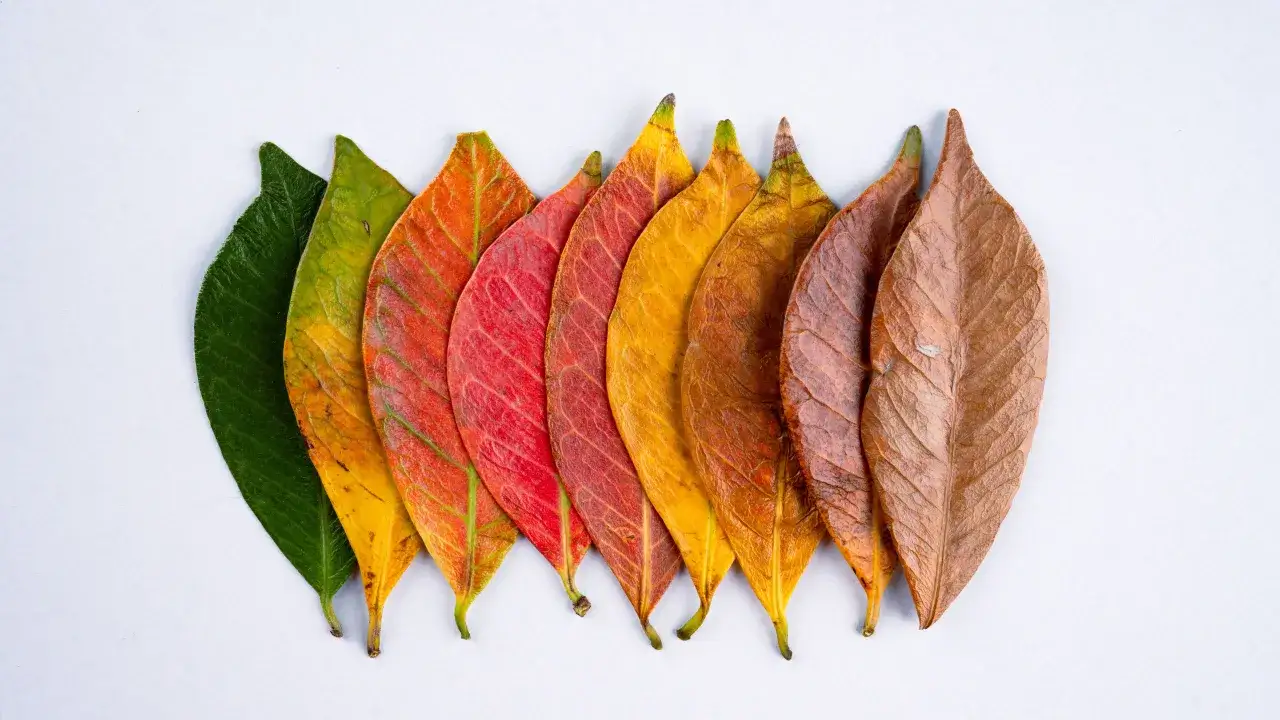 Dlaczego jesień maluje świat na złoto? Odkryj tajemnice kolorów natury