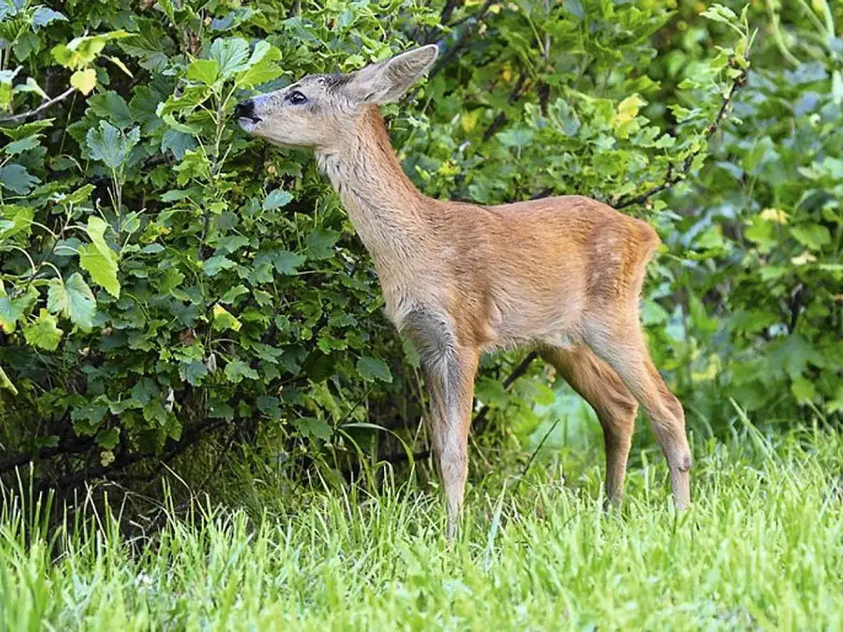 Co je sarna w lesie? Dieta i wskazówki survivalowe