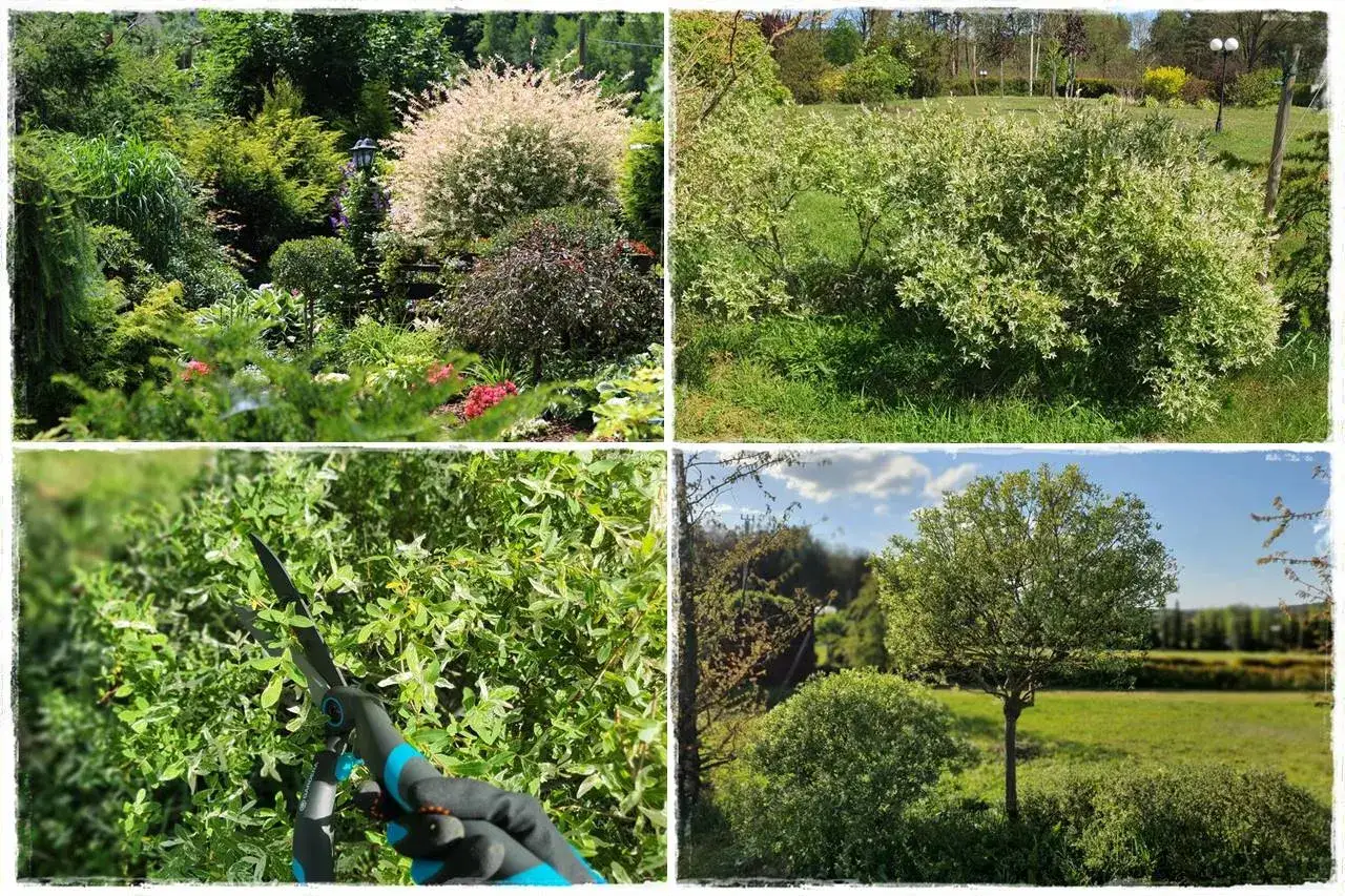 Jak przycinać wierzbę? Poradnik krok po kroku dla każdego