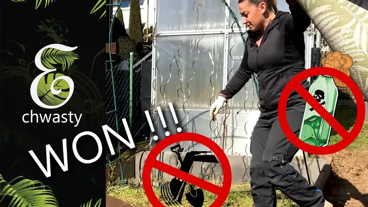 Jak zwalczyć wijące się chwasty? Skuteczne metody i porady