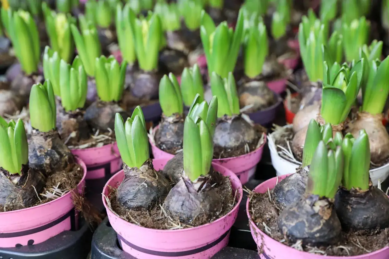 Kiedy sadzimy hiacynty w ogrodzie, aby uniknąć błędów i cieszyć się kwitnieniem