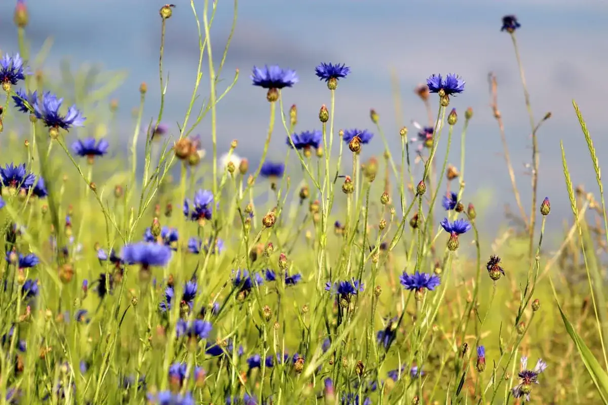 Purpurowy chwast w zbożu? Identyfikacja i skuteczne zwalczanie