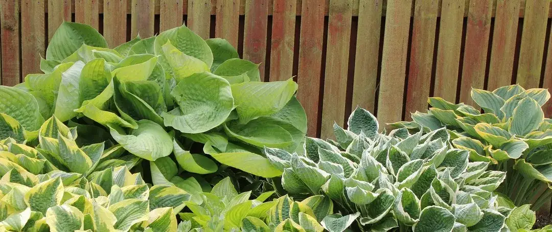 Kiedy sadzić funkie? Wiosna, jesień i błędy, których unikam.