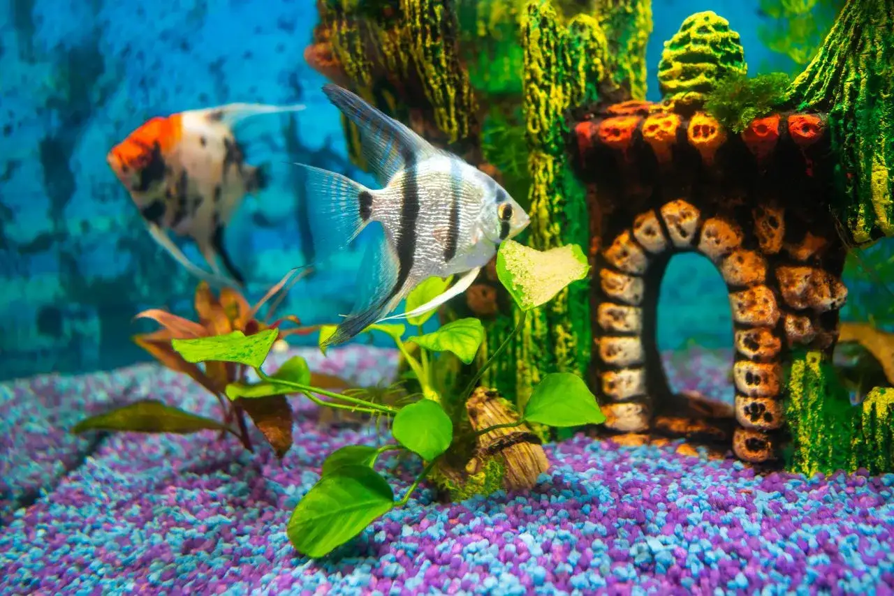 Oblicz litraż akwarium: Klucz do zdrowych ryb i sprzętu!