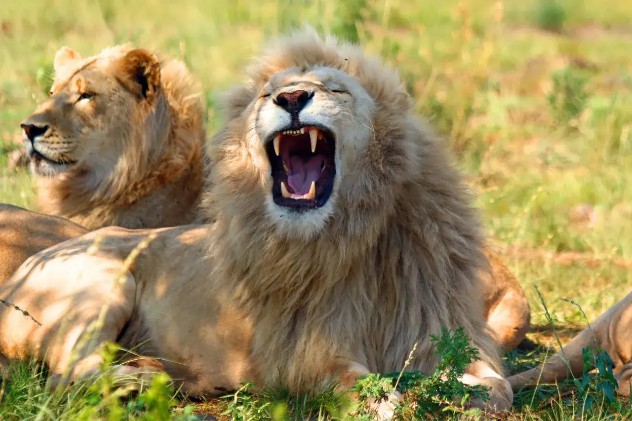 RPA kiedy jechać, aby uniknąć tłumów i cieszyć się safari