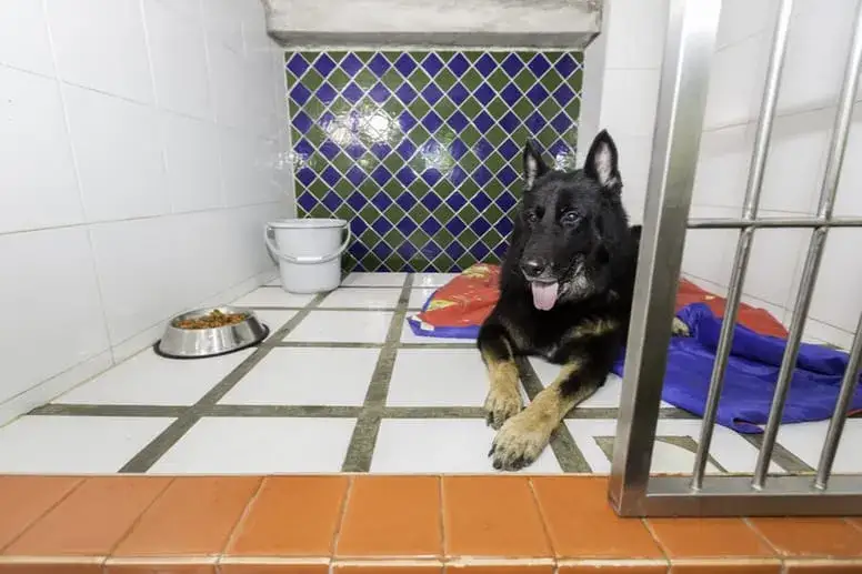 Jak wygląda hotel dla psów? Poznaj warunki i opiekę dla pupila