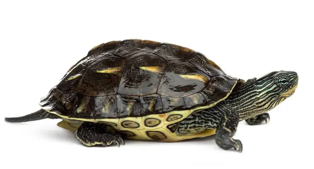 Ile kosztują żółwie domowe? Poznaj ceny i co wpływa na koszt