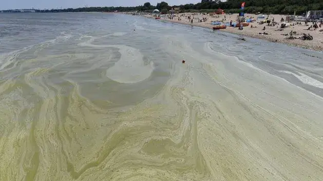 Jak wyglądają sinice w Bałtyku i co oznaczają dla zdrowia?