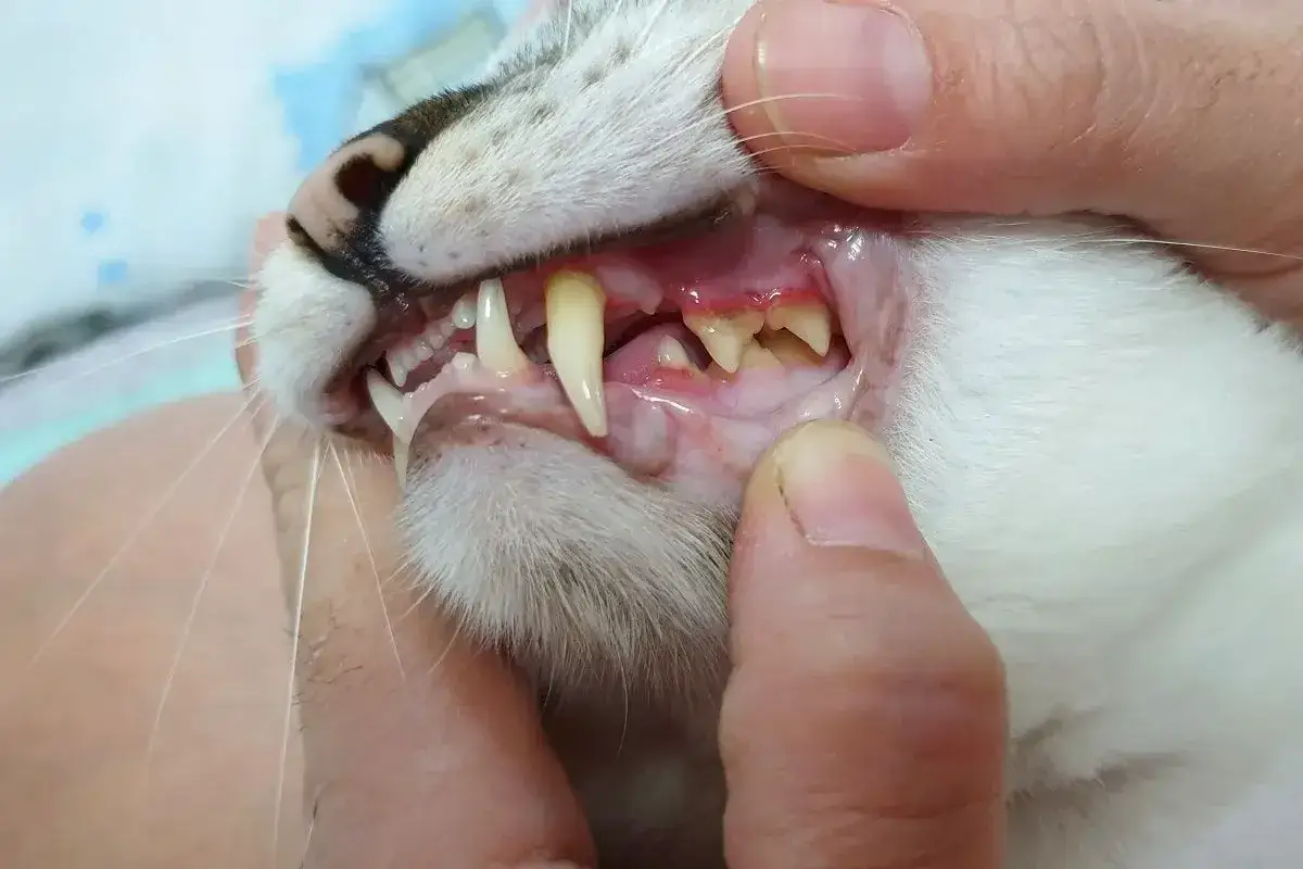 Widoczne zapalenie dziąseł u kota, z zaczerwienieniem i obrzękiem wokół zębów. Kot potrzebuje pilnej pomocy weterynaryjnej.