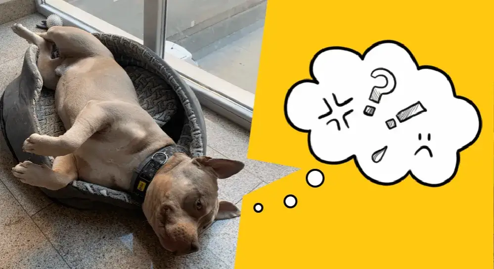 Jak Stella uczyła się mówić: niezwykła metoda komunikacji psa