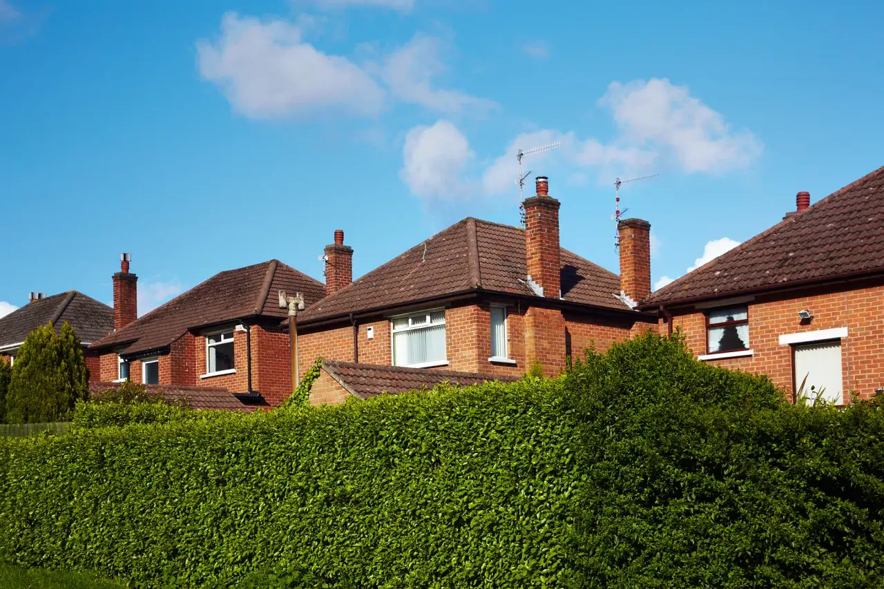 Jakie drzewa wzdłuż ogrodzenia zapewnią prywatność i estetykę?