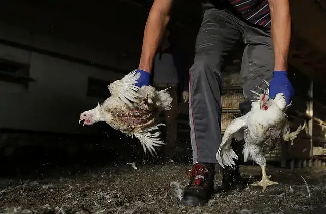 Ile trwa hodowla kurczaka? Zaskakujące fakty o czasie chowu
