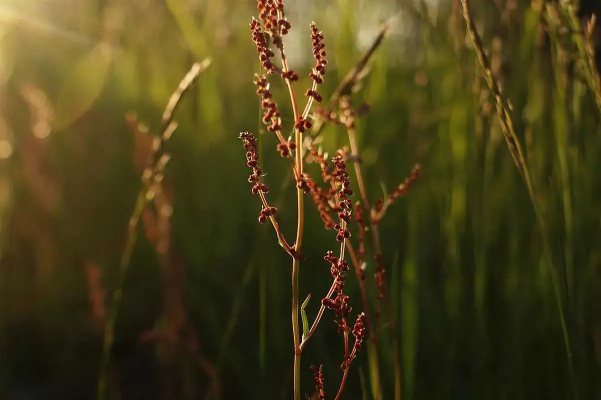 Szczaw kędzierzawy – jak go rozpoznać i skutecznie zwalczać?