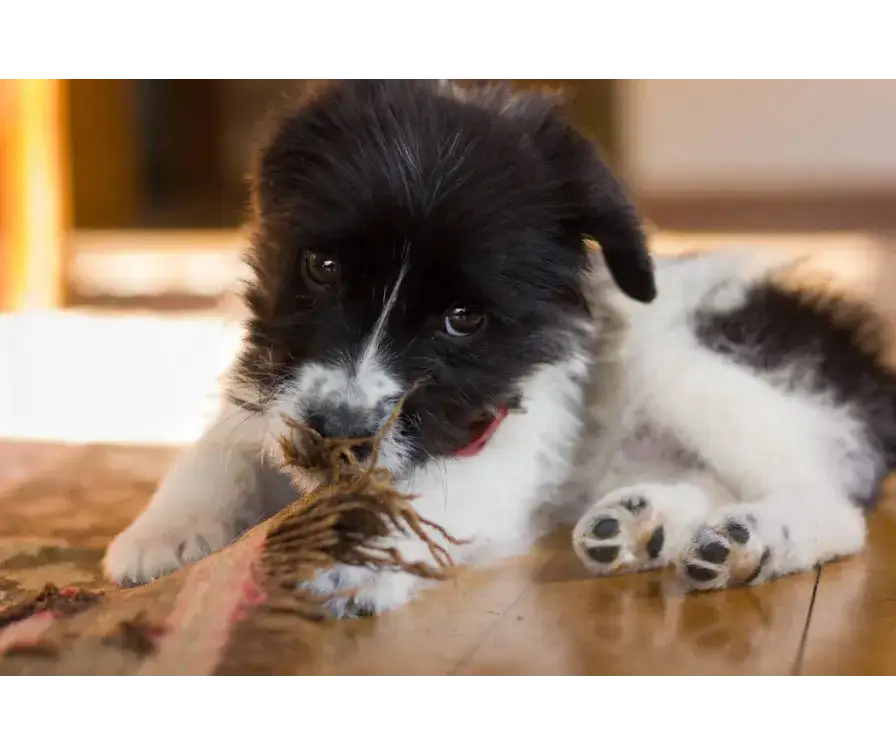 Co zrobić, jak szczeniak gryzie? Skuteczne metody i spokój!