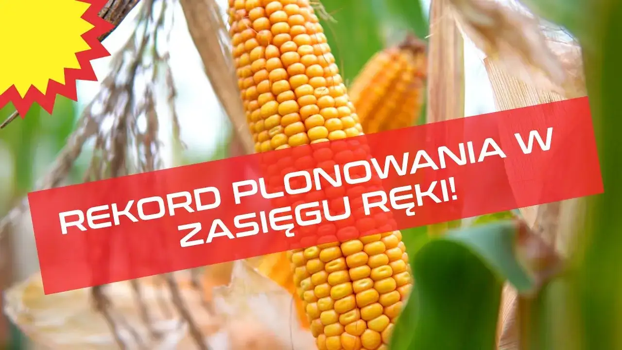 Nawożenie kukurydzy: klucz do 280 kg N/ha i rekordowych plonów?