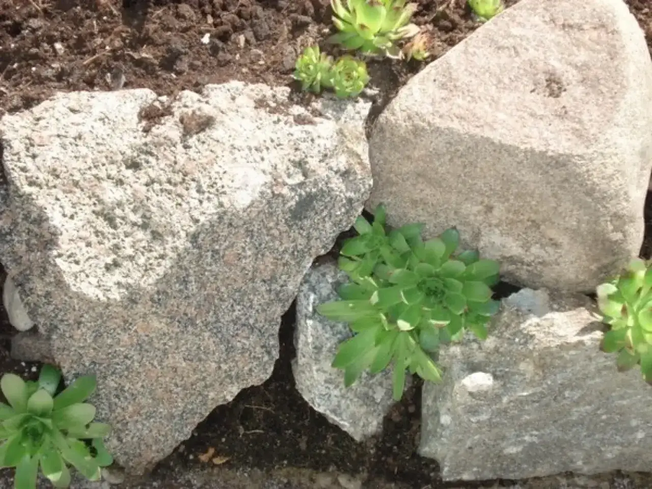 Skarpa z kamienia polnego, gdzie rozchodniki pną się między głazami.