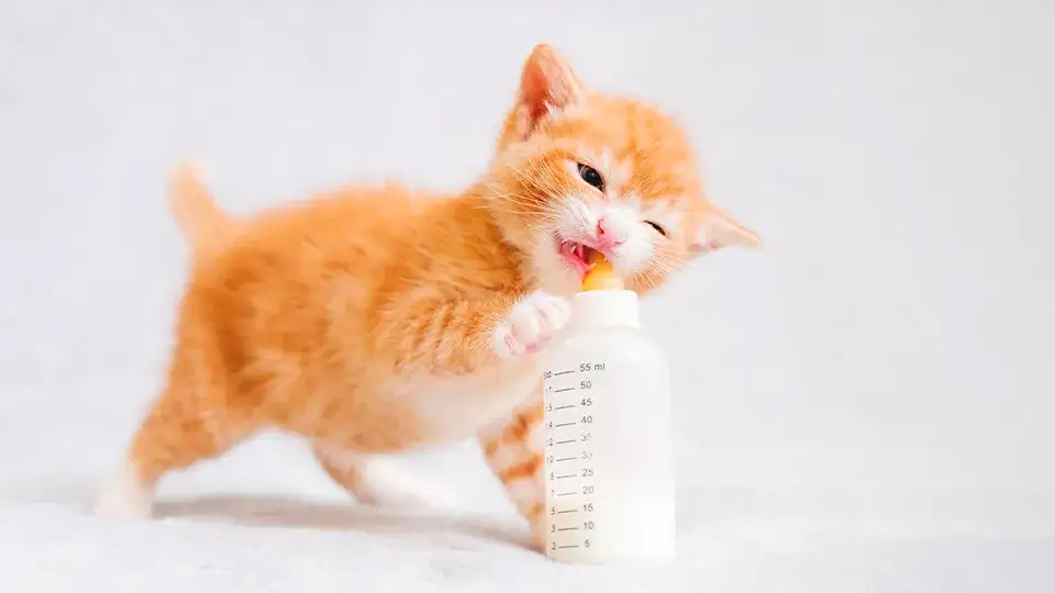 Jak karmić małego kotka: najważniejsze zasady i błędy do uniknięcia