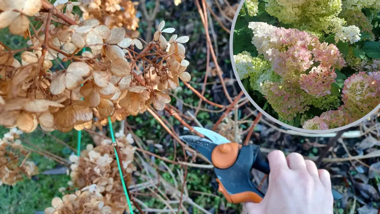 Jak przycinać hortensje na zimę, aby uniknąć błędów i cieszyć się kwitnieniem