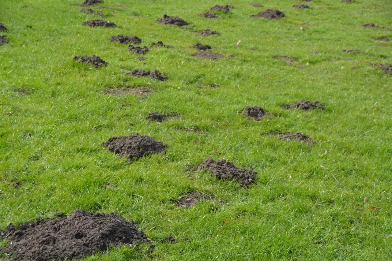 Kopczyki dżdżownic psują trawnik? Oto jak je usunąć bezpiecznie!
